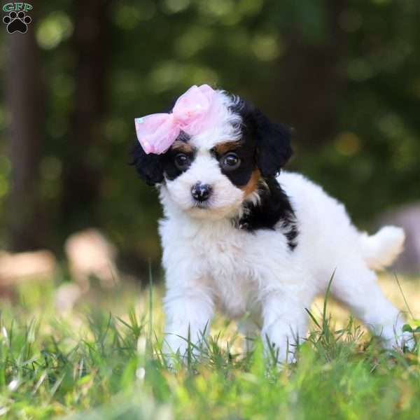 Winter, Cavapoo Puppy
